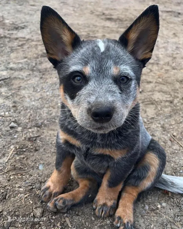 Azula – Australian Cattle Dog puppy for sale in Houston, TX