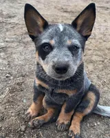 Azula, a female Australian Cattle Dog for sale in Houston, TX – 1 of 1