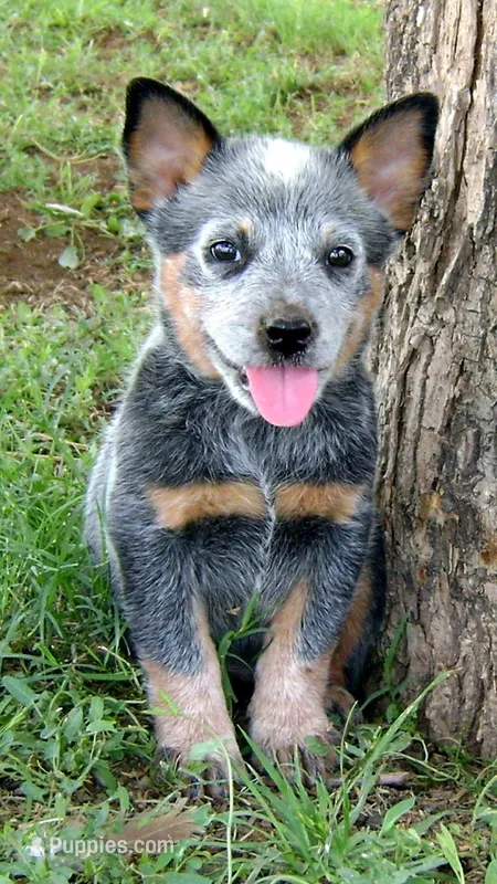 Faust – Australian Cattle Dog puppy for sale in Houston, TX