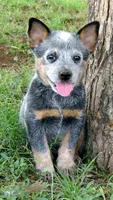 Faust, a male Australian Cattle Dog for sale in Houston, TX – 1 of 1
