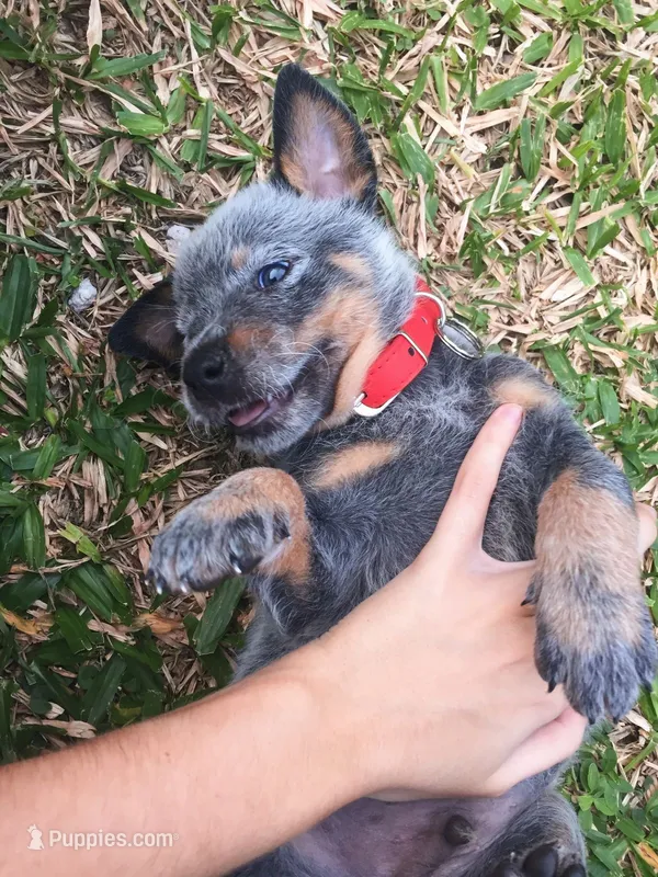 Gage – Australian Cattle Dog puppy for sale in Houston, TX