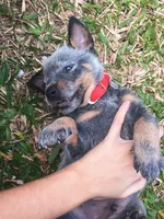 Gage, a male Australian Cattle Dog for sale in Houston, TX – 1 of 1