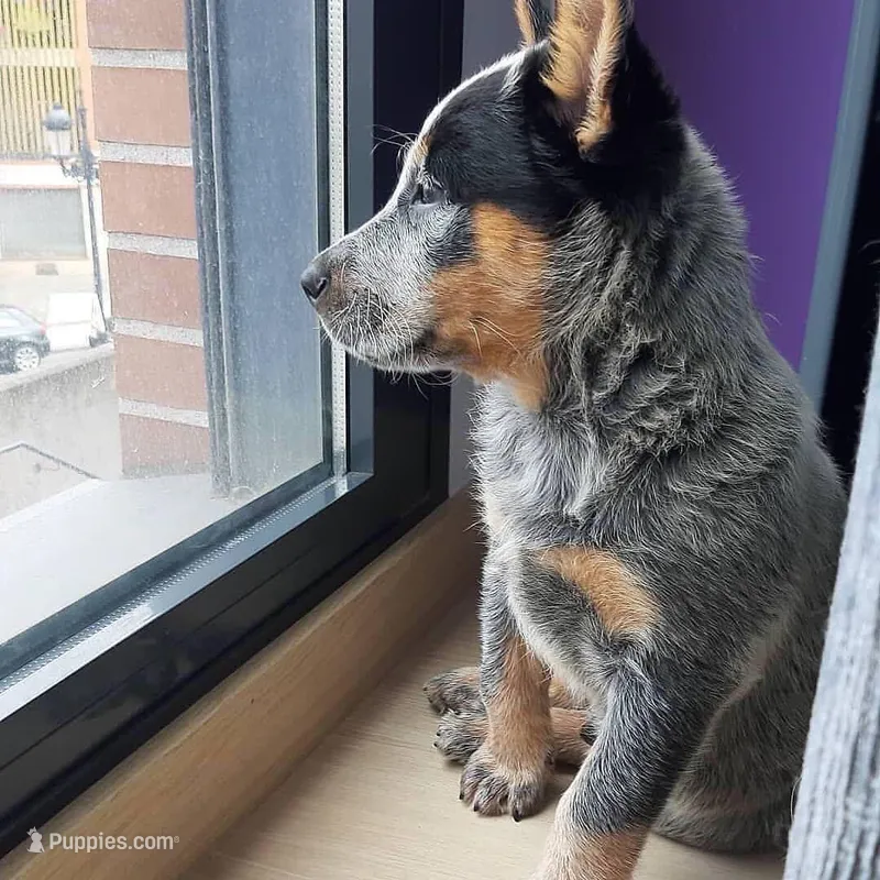 Leo – Australian Cattle Dog puppy for sale in Houston, TX