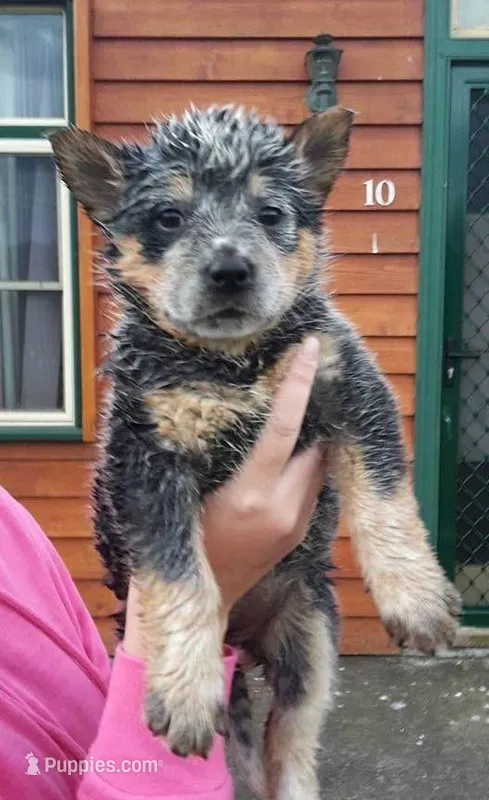 Nixie – Australian Cattle Dog puppy for sale in Houston, TX
