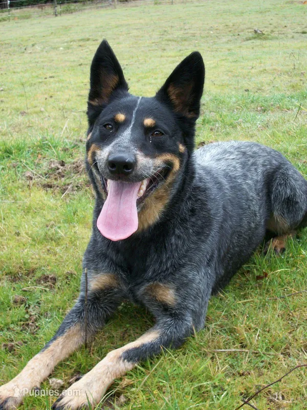 Lola – Australian Cattle Dog puppy for sale in Houston, TX