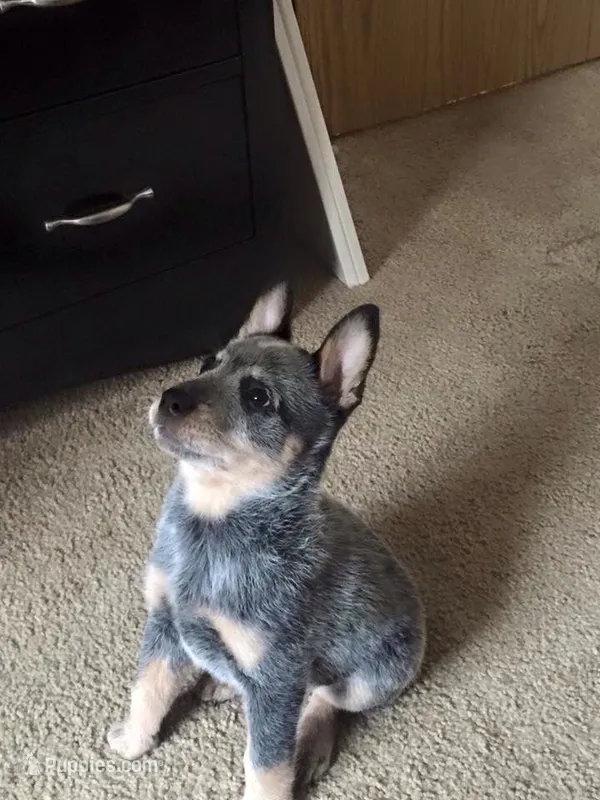 Darius – Australian Cattle Dog puppy for sale in Houston, TX