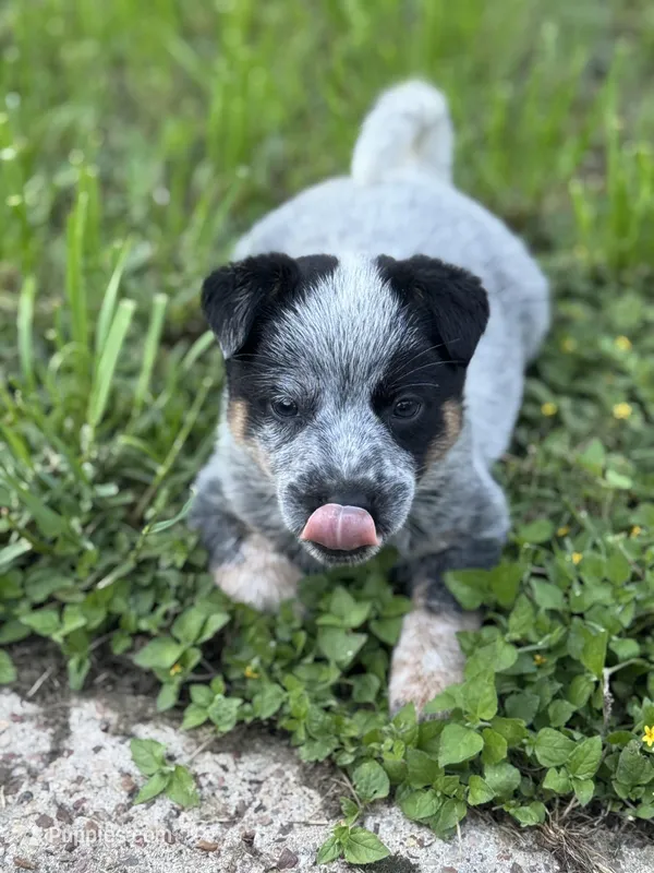 Bella – Australian Cattle Dog puppy for sale in Houston, TX