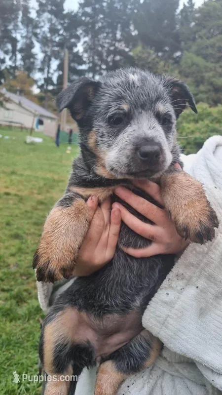 Bronte – Australian Cattle Dog puppy for sale in Houston, TX