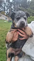 Bronte, a female Australian Cattle Dog for sale in Houston, TX – 1 of 1