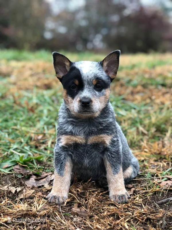 Diesel – Australian Cattle Dog puppy for sale in Houston, TX