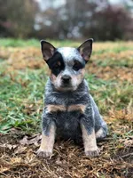 Diesel, a male Australian Cattle Dog for sale in Houston, TX – 1 of 1
