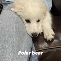 Poppy, a female Great Pyrenees for sale in Houston, TX – Photo 1 of 2