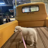 Poppy, a female Great Pyrenees for sale in Houston, TX – Photo 2 of 2