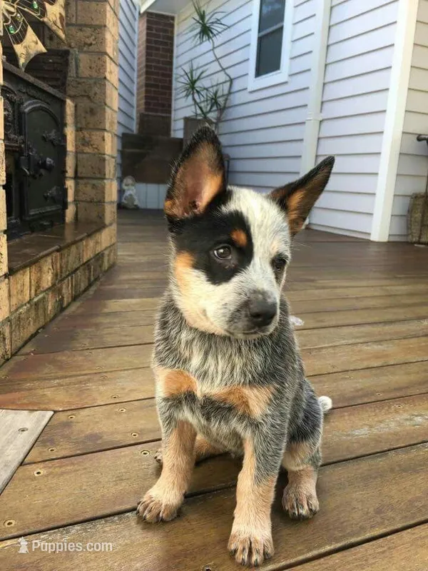 Bixie – Australian Cattle Dog puppy for sale in Houston, TX