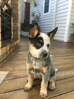 Bixie, a female Australian Cattle Dog for sale in Houston, TX – 1 of 1