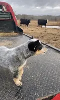 Pax, a male Australian Cattle Dog for sale in Houston, TX – 1 of 1