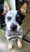 Ilsa, a female Australian Cattle Dog for sale in Houston, TX – 1 of 1