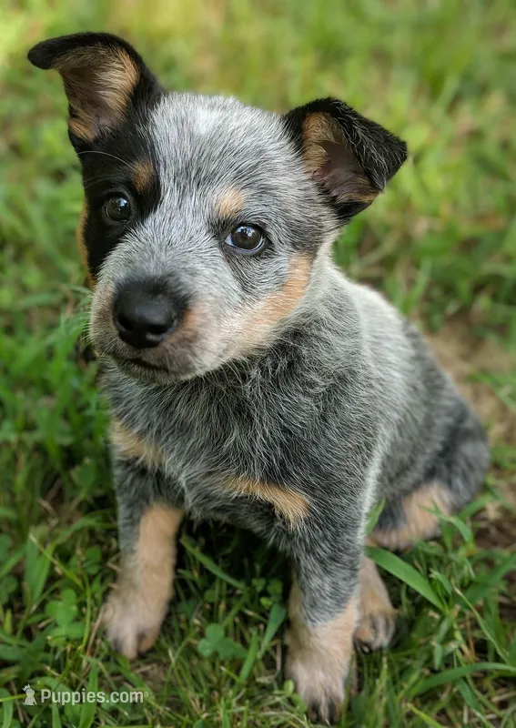 Gaia – Australian Cattle Dog puppy for sale in Houston, TX