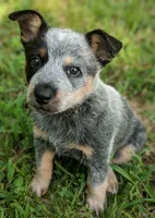 Gaia, a female Australian Cattle Dog for sale in Houston, TX – 1 of 1