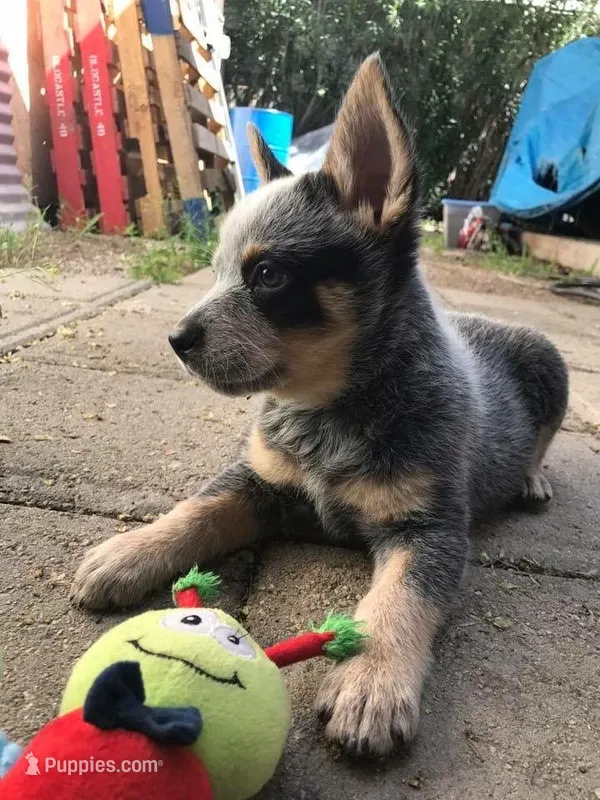 Jasper – Australian Cattle Dog puppy for sale in Houston, TX