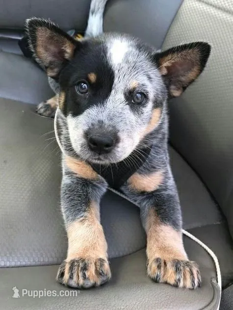 Atlas – Australian Cattle Dog puppy for sale in Houston, TX