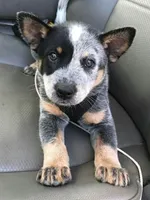 Atlas, a male Australian Cattle Dog for sale in Houston, TX – 1 of 1