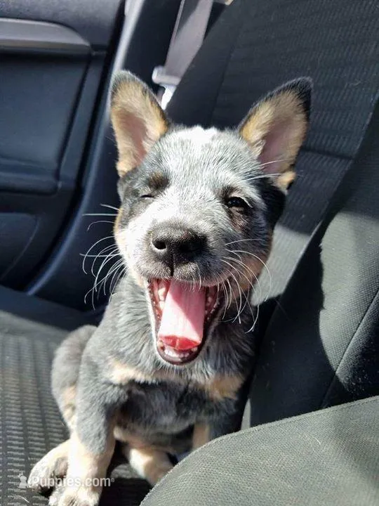 Gracie, a female Australian Cattle Dog for sale in Houston, TX – Photo 1 of 1