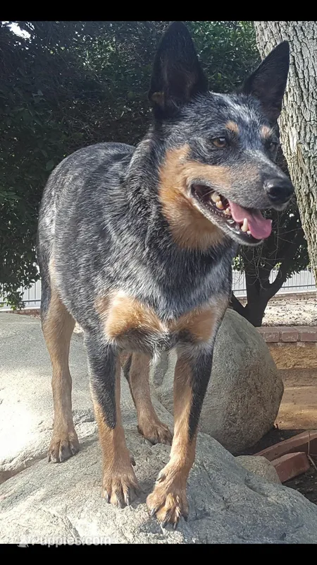 Daisy – Australian Cattle Dog puppy for sale in Houston, TX