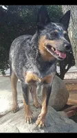 Daisy, a female Australian Cattle Dog for sale in Houston, TX – 1 of 1