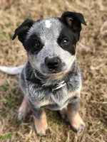 Aria, a female Australian Cattle Dog for sale in Houston, TX – 1 of 1