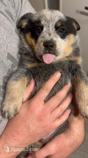 Cosmo – Australian Cattle Dog puppy for sale in Houston, TX