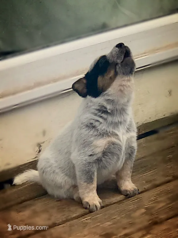 Bella – Australian Cattle Dog puppy for sale in Houston, TX