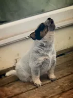 Bella, a female Australian Cattle Dog for sale in Houston, TX – 1 of 1