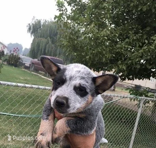 Abby, a female Australian Cattle Dog for sale in Houston, TX – Photo 1 of 1