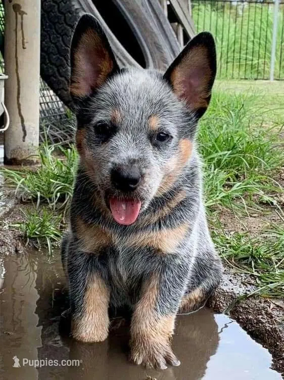 Fable – Australian Cattle Dog puppy for sale in Houston, TX