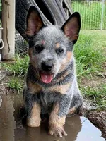 Fable, a female Australian Cattle Dog for sale in Houston, TX – 1 of 1