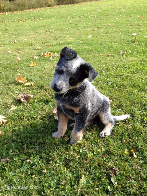 Caspian – Australian Cattle Dog puppy for sale in Houston, TX