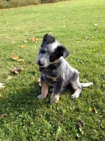 Caspian, a male Australian Cattle Dog for sale in Houston, TX – 1 of 1