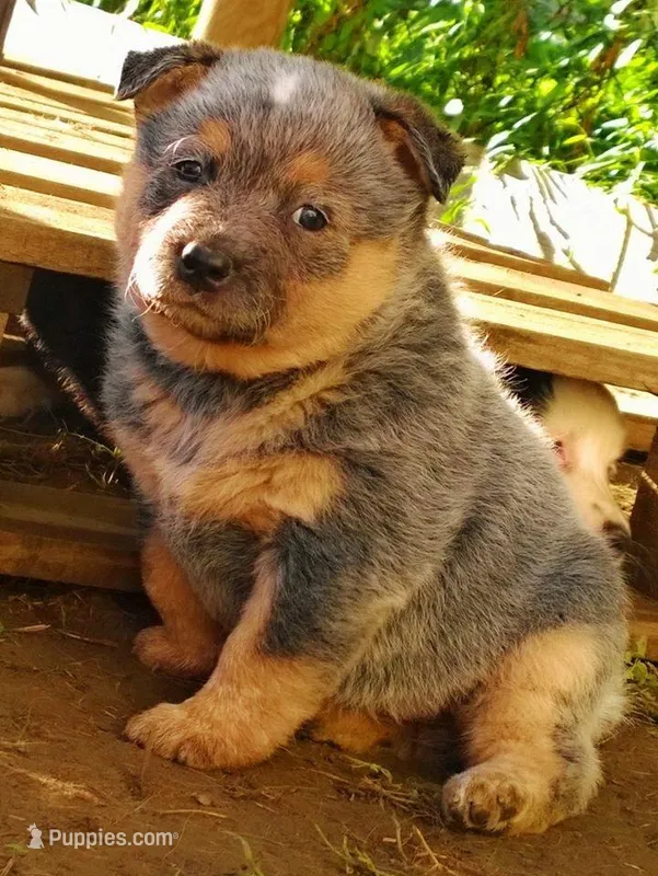 Zinnia – Australian Cattle Dog puppy for sale in Houston, TX