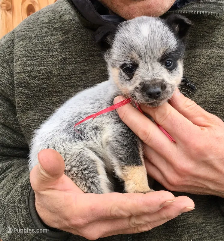 Willow – Australian Cattle Dog puppy for sale in Houston, TX