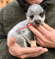 Willow, a female Australian Cattle Dog for sale in Houston, TX – 1 of 1
