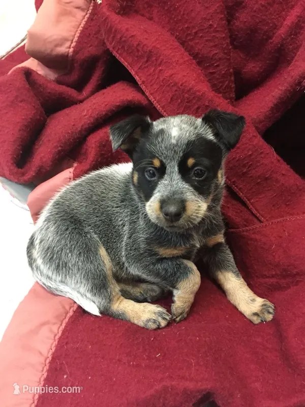 Lumen – Australian Cattle Dog puppy for sale in Houston, TX