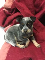 Lumen, a female Australian Cattle Dog for sale in Houston, TX – 1 of 1