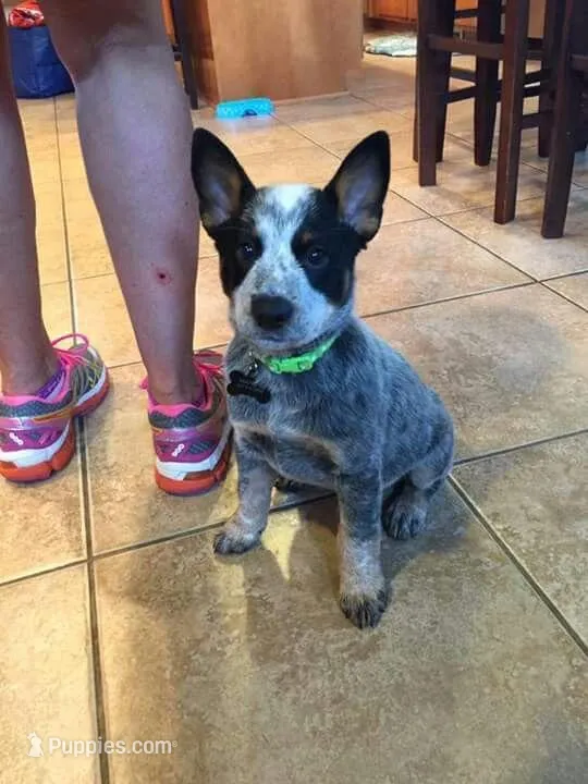 Onyx – Australian Cattle Dog puppy for sale in Houston, TX