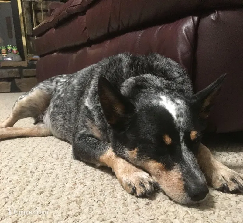 Bailey – Australian Cattle Dog puppy for sale in Houston, TX