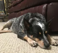 Bailey, a female Australian Cattle Dog for sale in Houston, TX – 1 of 1
