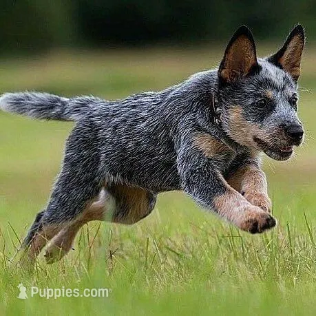 Lyra – Australian Cattle Dog puppy for sale in Houston, TX