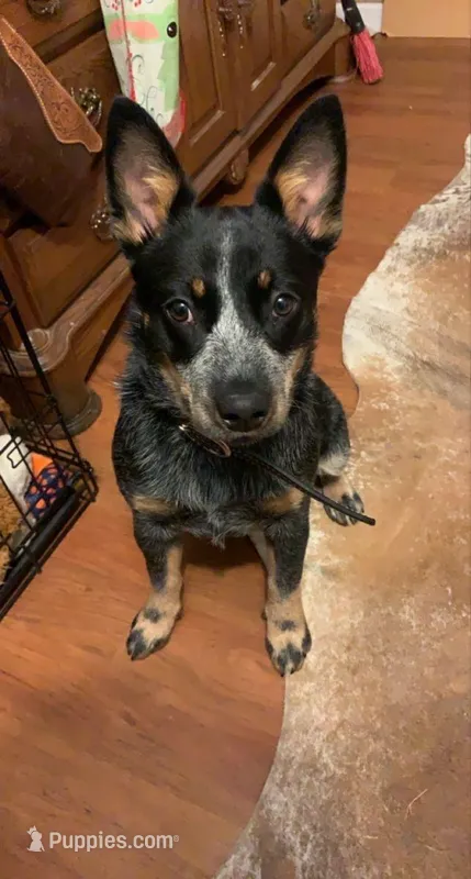 Zoe – Australian Cattle Dog puppy for sale in Houston, TX