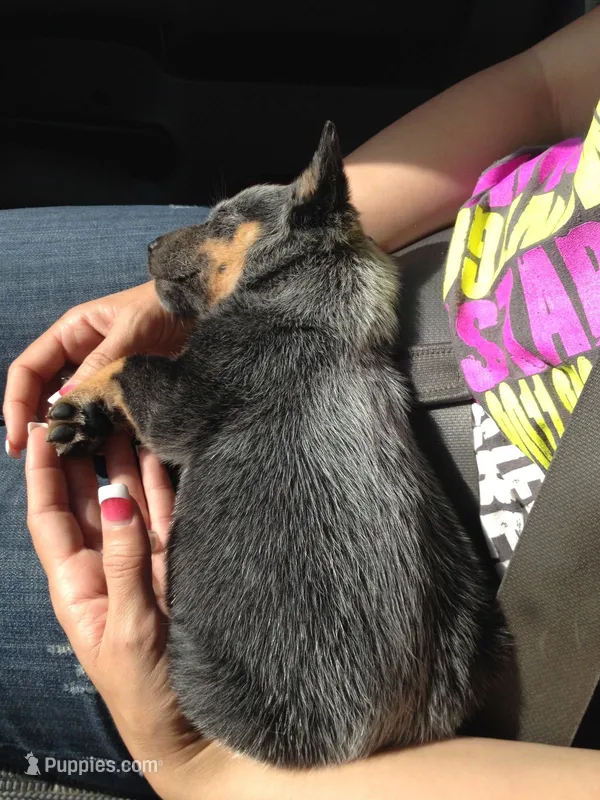 Deltra – Australian Cattle Dog puppy for sale in Houston, TX