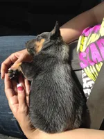 Deltra, a female Australian Cattle Dog for sale in Houston, TX – 1 of 1